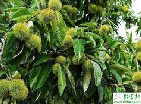 板栗樹的高接換種方法和接后管理