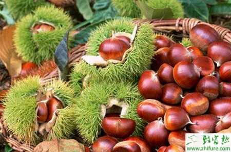 板栗空苞的原因和防治