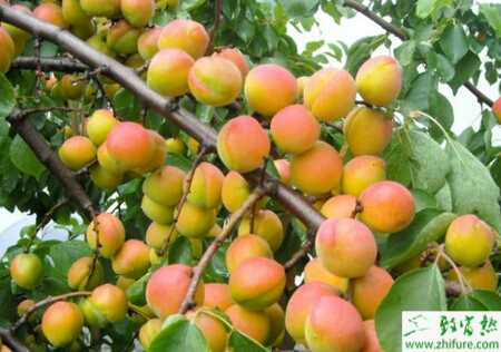 杏樹坐果率低的原因及對策
