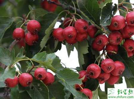 山楂適合的栽種環境及管理