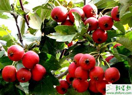 山楂園要怎么灌溉才合理