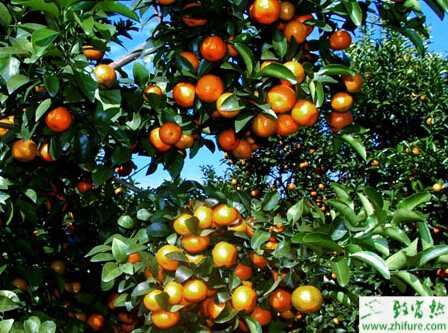 沙糖桔沼肥的合理使用與注意事項