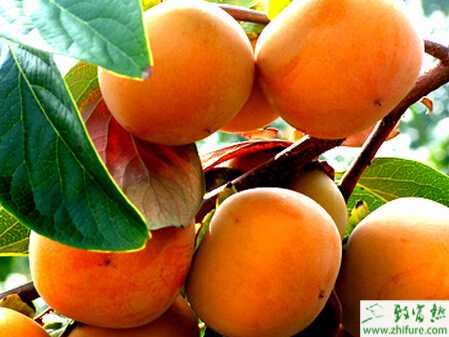 柿子樹的保花、保果及花后管理