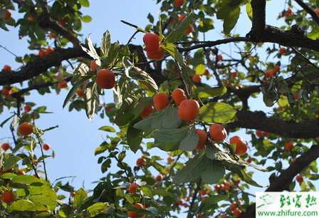 柿子“黑屁股”造成的原因和防治