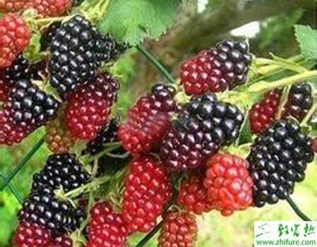 扦插繁殖的硬枝扦插和根蘗育苗