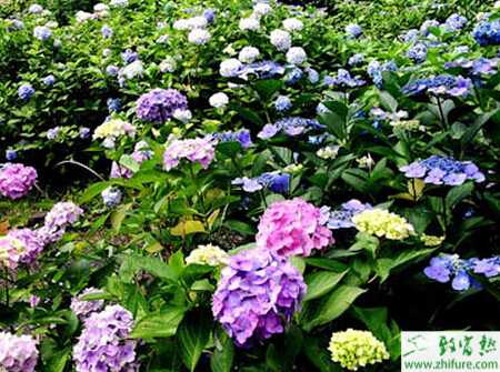 八仙花無根苗的管理要點