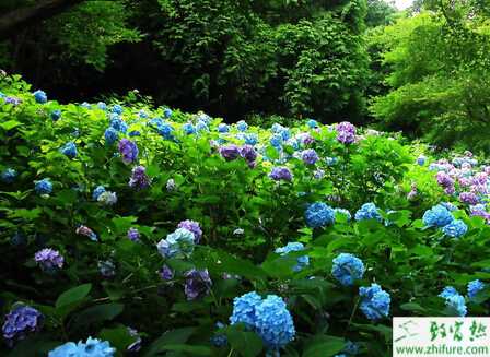 八仙花病毒病的防治和養護