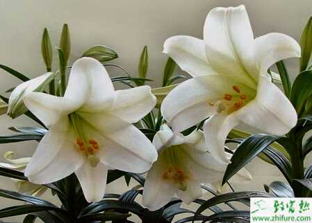 百合花的鱗莖軟腐病介紹和防治