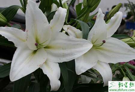 百合如何種植才能增產