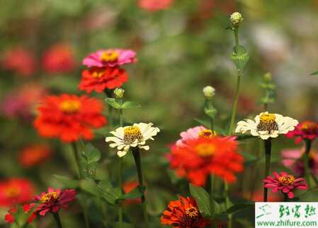 百日草細菌性葉斑病的起因和防治