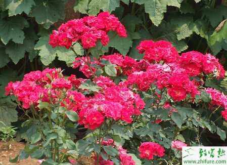 玫瑰棚室要怎么栽培管理