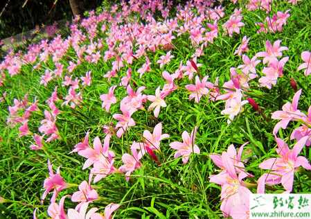 蘭花早春時(shí)節(jié)怎么養(yǎng)護(hù)