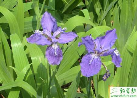 蘭花葉面施肥優(yōu)點(diǎn)及應(yīng)注意的問(wèn)題