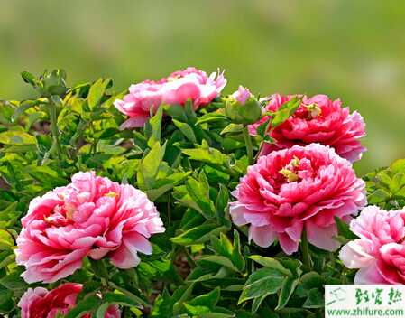 牡丹芽接方法和時間選擇