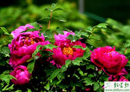 牡丹的整枝除芽和注意事項