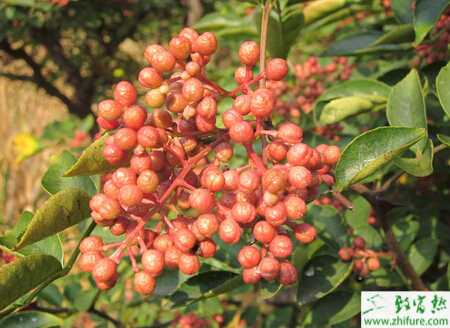 花椒高產栽培的實用技術