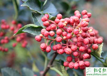 花椒的采種育苗技術