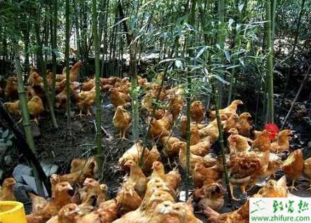 養(yǎng)雞的飼料都有哪些？用什么飼料好？