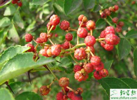 花椒的科學(xué)栽培管理