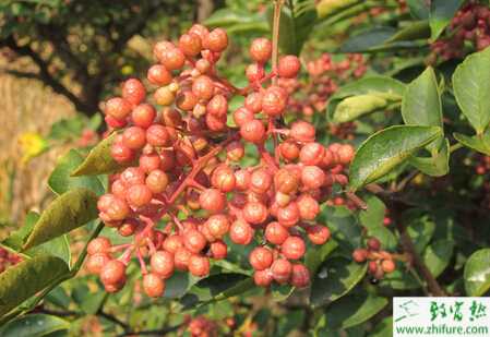 花椒病害的綜合防治