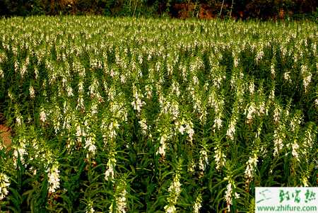 芝麻枯萎病和莖點(diǎn)枯病的科學(xué)防治