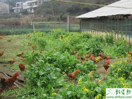 良種雞的選留管理四要點