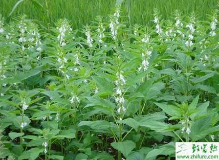 芝麻各個(gè)時(shí)期的施肥方法