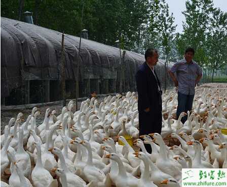 養冬鵝提高效益的關鍵技術