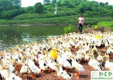 冬季養鴨提高鴨產蛋率的方法