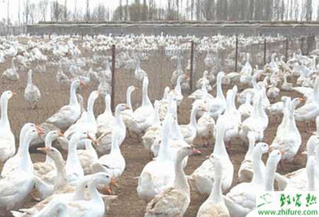 冬季母鵝增強“五要”