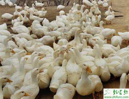 養鴨人工授精的五要點