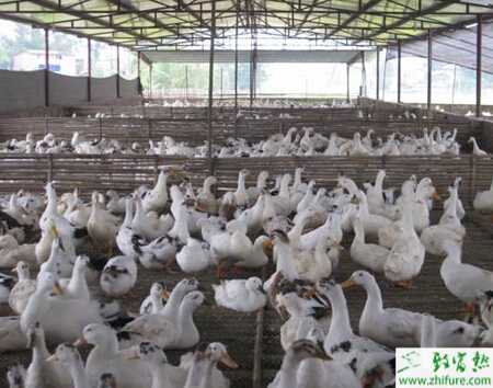 中國(guó)養(yǎng)鴨成本控制妙招有？具體從哪些方面控制？