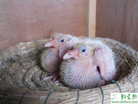 雛鴿的公母鑒定與喂養