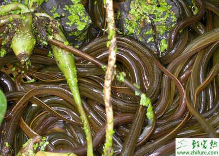 養黃鱔的人工育肥和鱔苗的繁育