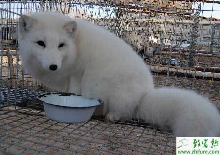 養(yǎng)狐貍各段時期的飼養(yǎng)管理