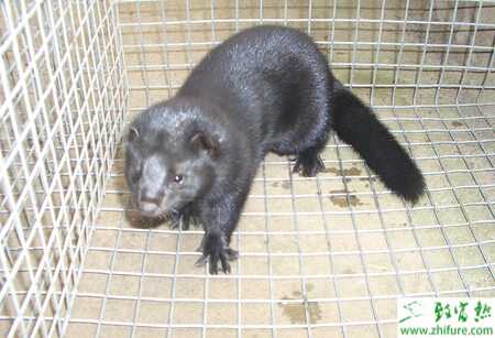 養水貂怎么樣選好種、有什么注意事項