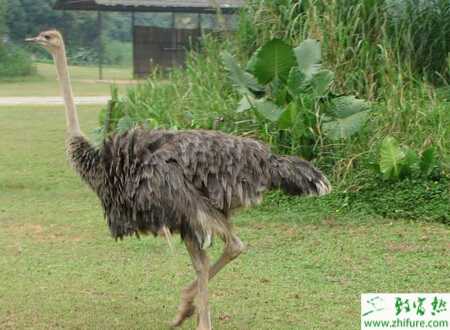 養(yǎng)鴕鳥種蛋的孵化率低的原因及解決方法