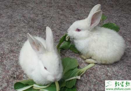冬季養兔必須注重的事項