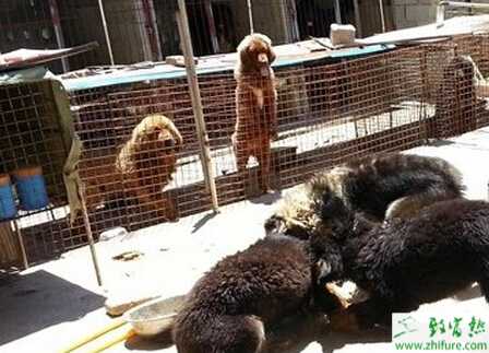 藏獒產(chǎn)前的準(zhǔn)備和注意事項(xiàng)