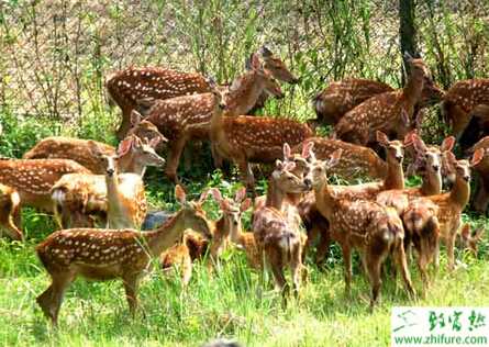 鹿“猝死”的原因及預防方法