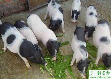 香豬養殖舍的建設