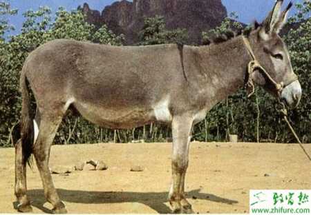 肉驢馬腺疫癥狀是什么、怎么防治