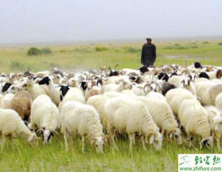 肉羊短期育肥季節(jié)和對象的選擇