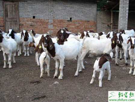 養波爾山羊的市場前景