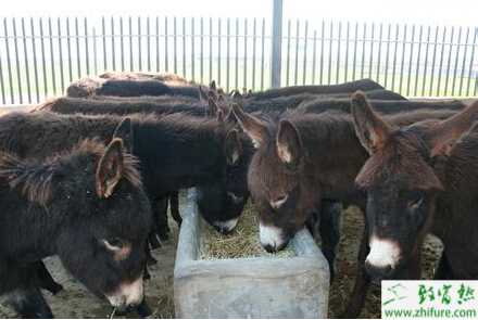肉驢的科學育肥管理