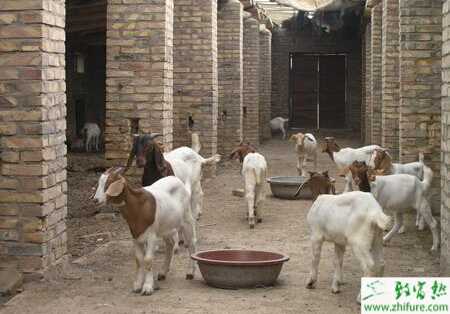 波爾山羊羊舍建設(shè)的要求