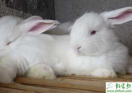 養長毛兔的市場前景