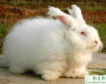 養長毛兔的利潤