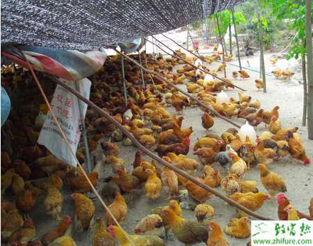 2015年養(yǎng)什么雞最賺錢？