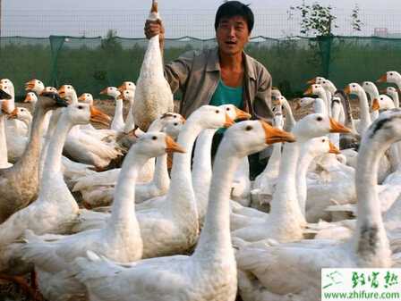 怎么樣養(yǎng)鵝？如何養(yǎng)鵝才賺錢？